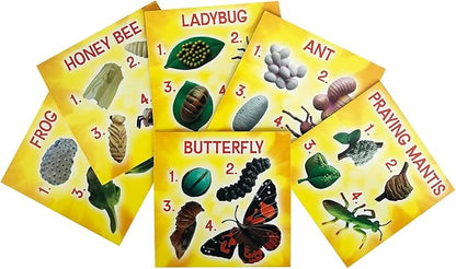 Insect Lore's Life Cycle Figurines 24 Pc Set | Butterfly, Honey Bee, Ant and - Image 4